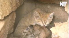 Sandy cat - najmenšia divoká mačka